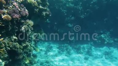 海底美丽珊瑚礁的4k视频。 五颜六色的<strong>鱼儿</strong>游来游去
